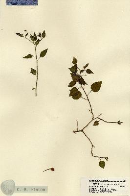 URN_catalog_HBHinton_herbarium_21500.jpg.jpg