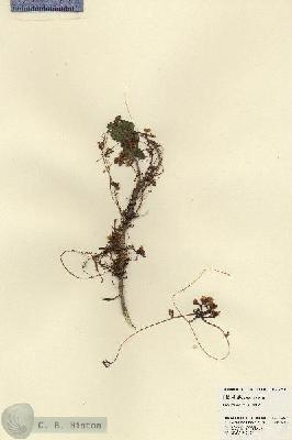 URN_catalog_HBHinton_herbarium_23503.jpg.jpg