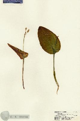 URN_catalog_HBHinton_herbarium_21621.jpg.jpg