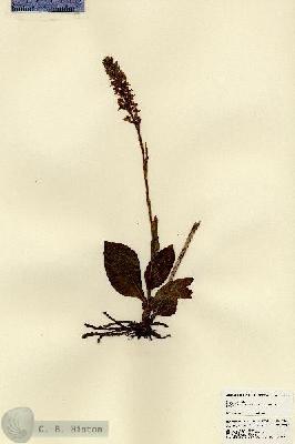 URN_catalog_HBHinton_herbarium_23507.jpg.jpg