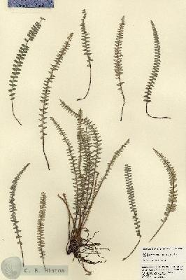 URN_catalog_HBHinton_herbarium_21837.jpg.jpg