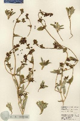 URN_catalog_HBHinton_herbarium_23543.jpg.jpg