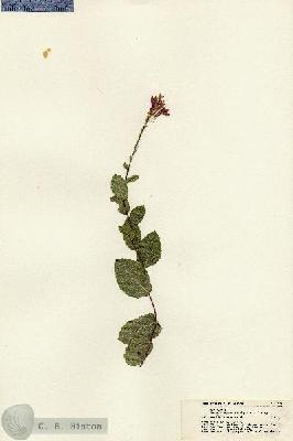 URN_catalog_HBHinton_herbarium_21714.jpg.jpg