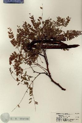 URN_catalog_HBHinton_herbarium_21733.jpg.jpg