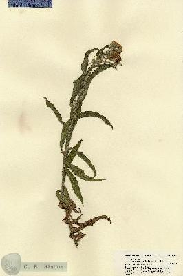 URN_catalog_HBHinton_herbarium_21848.jpg.jpg