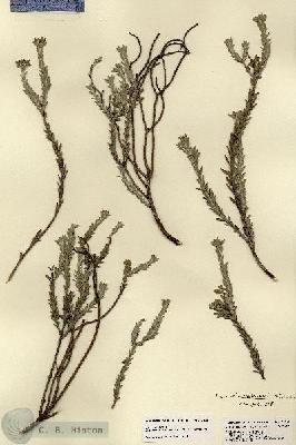 URN_catalog_HBHinton_herbarium_21861.jpg.jpg