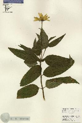 URN_catalog_HBHinton_herbarium_26176.jpg.jpg