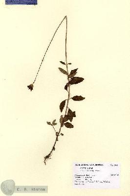 URN_catalog_HBHinton_herbarium_2363.jpg.jpg