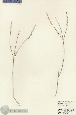 URN_catalog_HBHinton_herbarium_23709.jpg.jpg