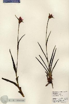 URN_catalog_HBHinton_herbarium_23694.jpg.jpg