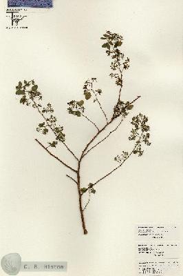 URN_catalog_HBHinton_herbarium_26318.jpg.jpg