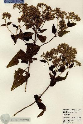 URN_catalog_HBHinton_herbarium_23785.jpg.jpg
