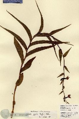URN_catalog_HBHinton_herbarium_22036.jpg.jpg