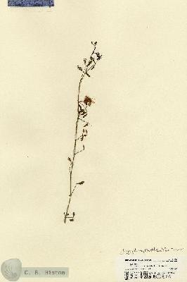 URN_catalog_HBHinton_herbarium_22021.jpg.jpg