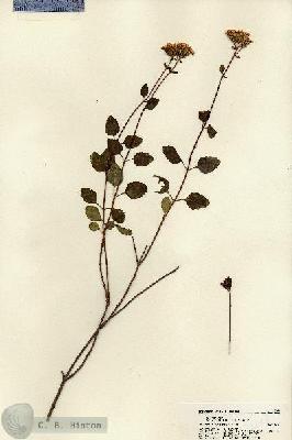 URN_catalog_HBHinton_herbarium_22058.jpg.jpg