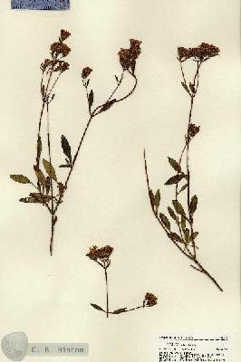 URN_catalog_HBHinton_herbarium_22059.jpg.jpg