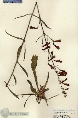 URN_catalog_HBHinton_herbarium_22107.jpg.jpg