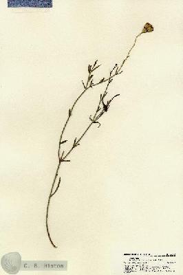 URN_catalog_HBHinton_herbarium_22155.jpg.jpg