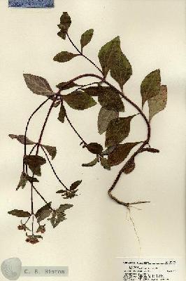 URN_catalog_HBHinton_herbarium_22108.jpg.jpg