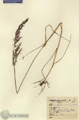 URN_catalog_HBHinton_herbarium_2380.jpg.jpg