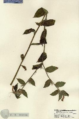 URN_catalog_HBHinton_herbarium_22117.jpg.jpg