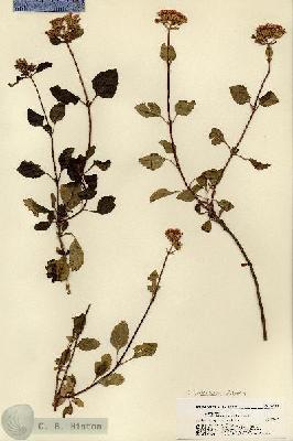 URN_catalog_HBHinton_herbarium_22101.jpg.jpg