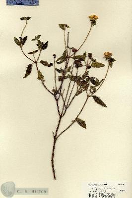 URN_catalog_HBHinton_herbarium_22141.jpg.jpg