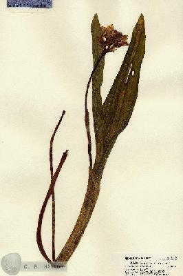 URN_catalog_HBHinton_herbarium_22133.jpg.jpg