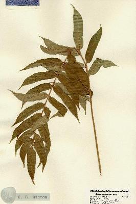 URN_catalog_HBHinton_herbarium_22136.jpg.jpg