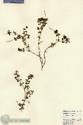 URN_catalog_HBHinton_herbarium_22138.jpg.jpg