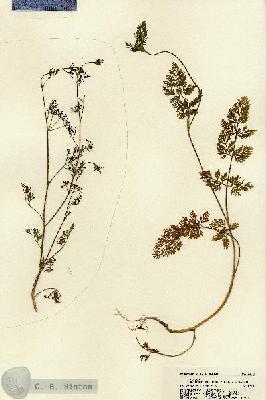 URN_catalog_HBHinton_herbarium_22148.jpg.jpg