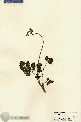 URN_catalog_HBHinton_herbarium_22149.jpg.jpg