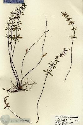 URN_catalog_HBHinton_herbarium_22152.jpg.jpg