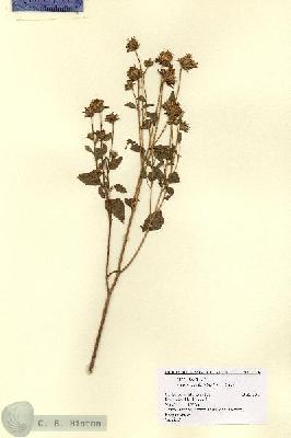 URN_catalog_HBHinton_herbarium_2216.jpg.jpg