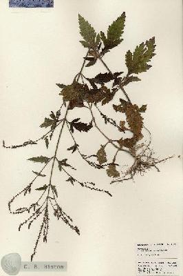 URN_catalog_HBHinton_herbarium_23827.jpg.jpg
