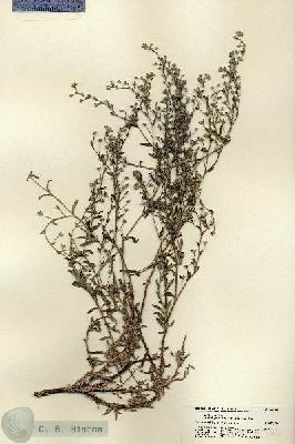 URN_catalog_HBHinton_herbarium_22162.jpg.jpg