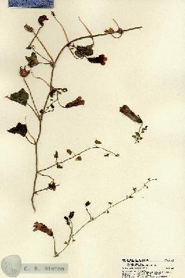 URN_catalog_HBHinton_herbarium_22164.jpg.jpg