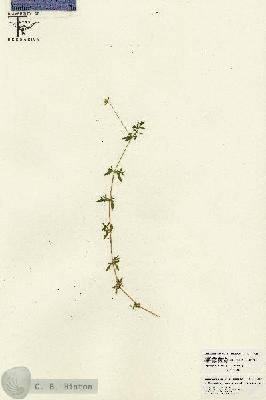 URN_catalog_HBHinton_herbarium_26215.jpg.jpg