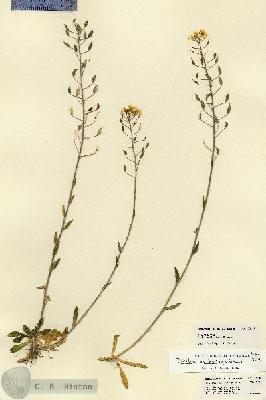 URN_catalog_HBHinton_herbarium_22425.jpg.jpg