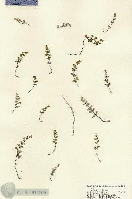 URN_catalog_HBHinton_herbarium_22199.jpg.jpg