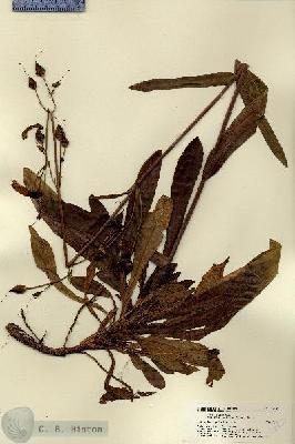 URN_catalog_HBHinton_herbarium_22432.jpg.jpg