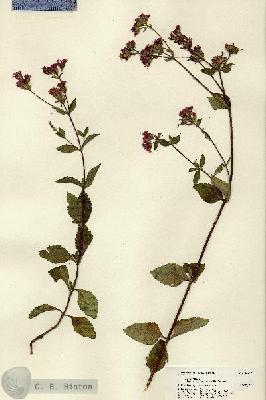 URN_catalog_HBHinton_herbarium_22219.jpg.jpg