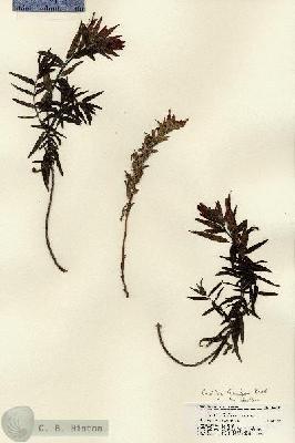 URN_catalog_HBHinton_herbarium_22249.jpg.jpg