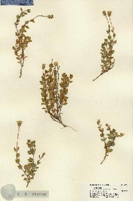 URN_catalog_HBHinton_herbarium_22250.jpg.jpg