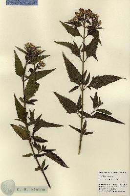 URN_catalog_HBHinton_herbarium_22467.jpg.jpg