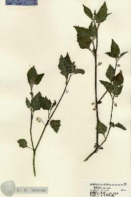 URN_catalog_HBHinton_herbarium_22286.jpg.jpg