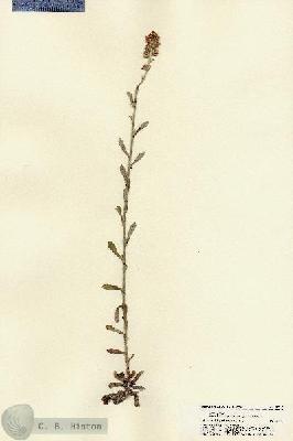 URN_catalog_HBHinton_herbarium_22293.jpg.jpg