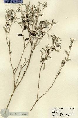 URN_catalog_HBHinton_herbarium_22333.jpg.jpg