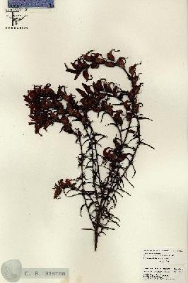 URN_catalog_HBHinton_herbarium_26221.jpg.jpg