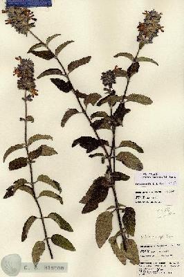 URN_catalog_HBHinton_herbarium_22382.jpg.jpg